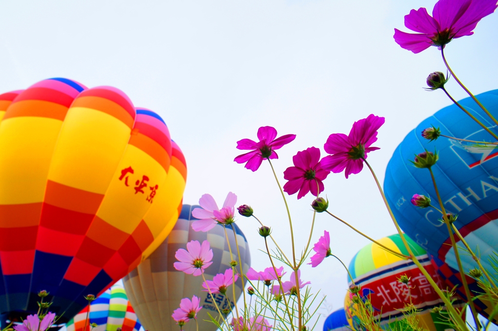 sky flower