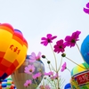 sky flower