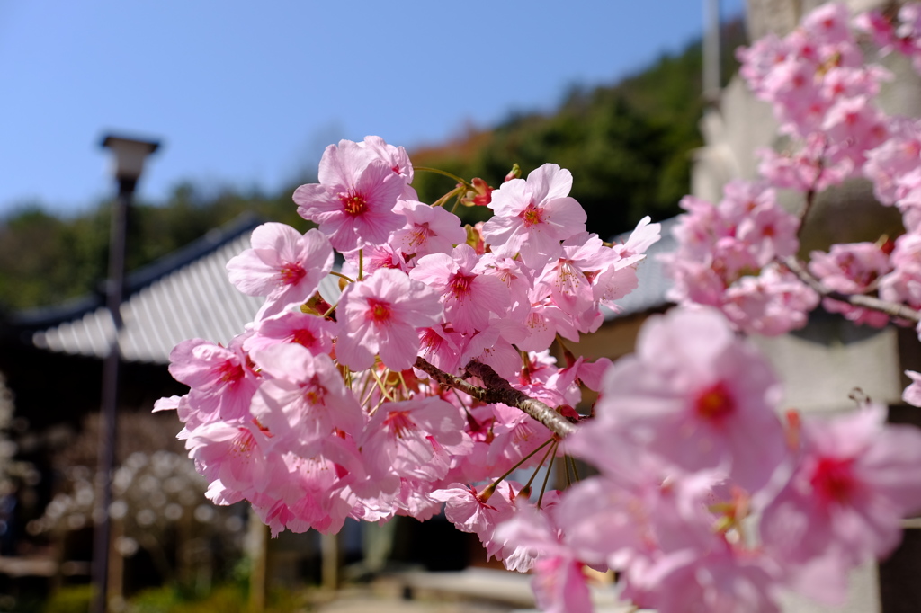 桜