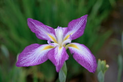 小岩菖蒲園　２０１９水無月 その４