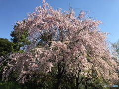 皇居の桜　その２