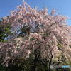 皇居の桜　その２