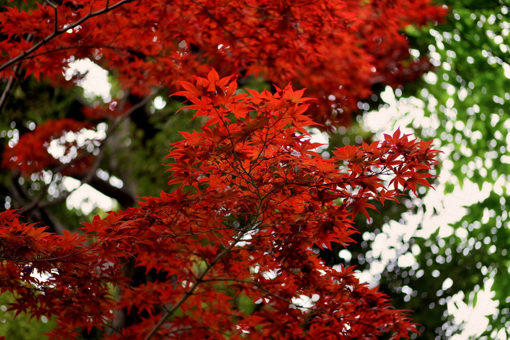 清澄庭園 ２０１９水無月 その４