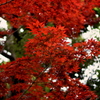 清澄庭園 ２０１９水無月 その４