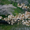皇居の桜　その２
