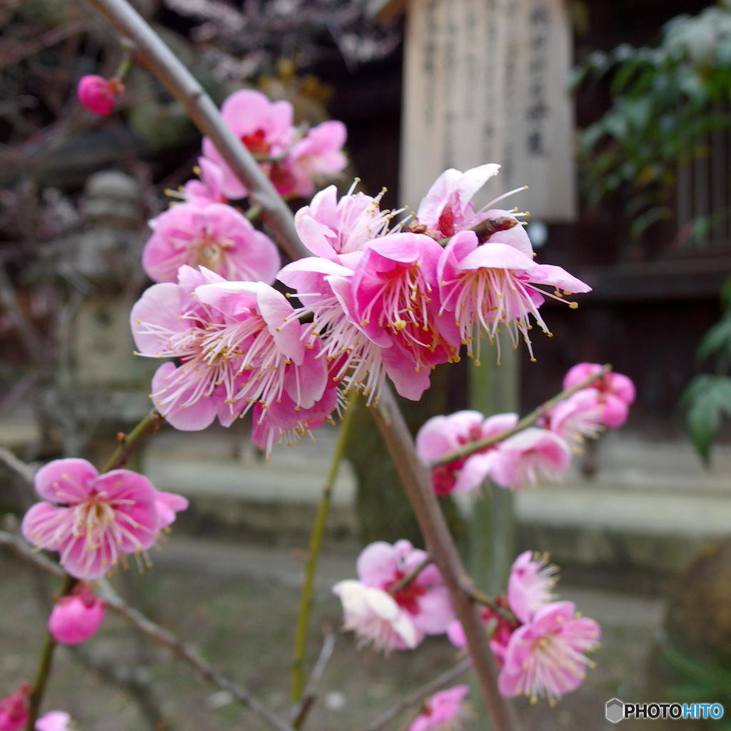 北野天満宮の梅　その６