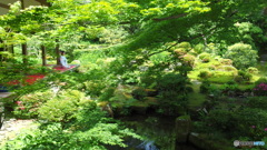 梅雨の晴れ間の三千院　その１