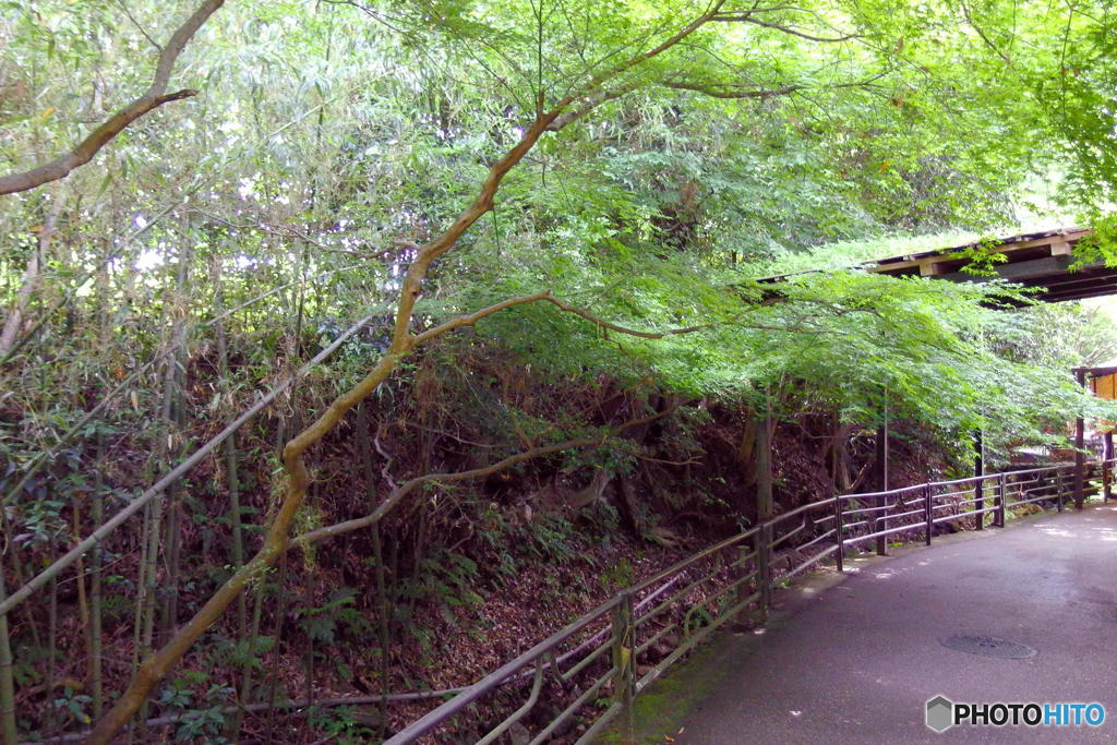 梅雨の大原　その７