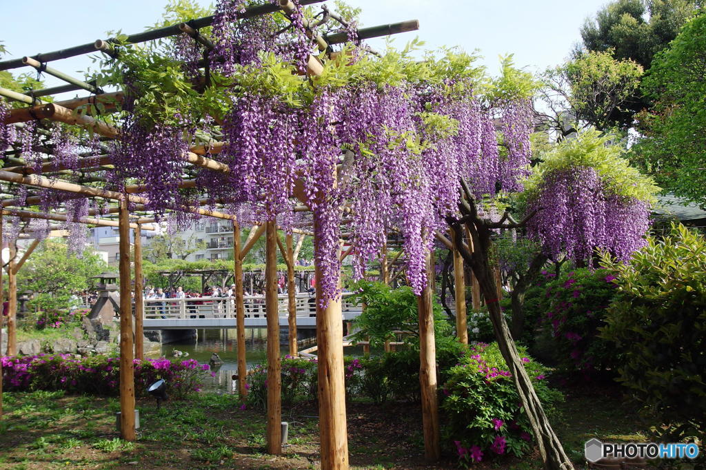 亀戸天神にて　その６