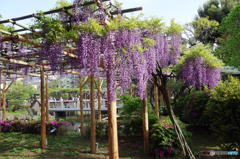 亀戸天神にて　その６