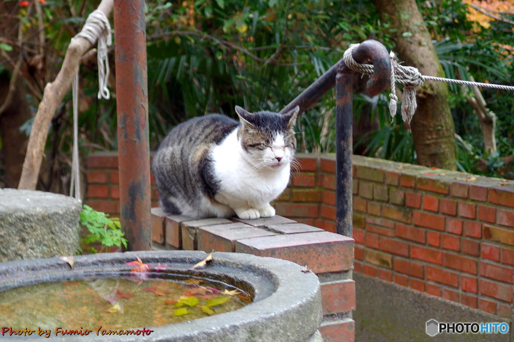 紅葉の哲猫　その１