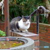 紅葉の哲猫　その１