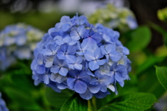 清澄庭園 ２０１９水無月 その９