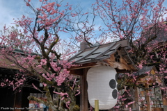 早春の北野天満宮 2019 その６