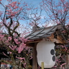 早春の北野天満宮 2019 その６