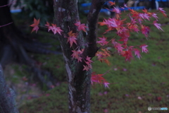 燃えつきかけた秋･･･　その１