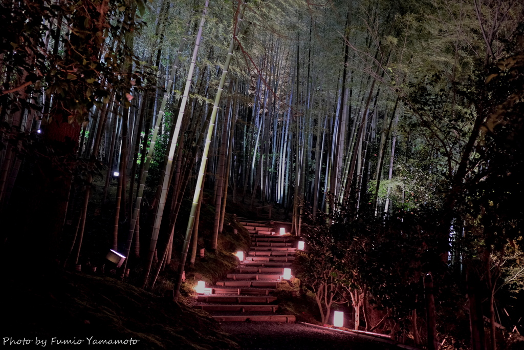 早春の高台寺 2019 その4