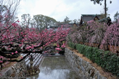 早春の北野天満宮 2019 その４