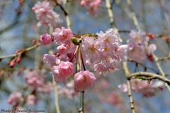 皇居の桜　その４
