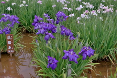 小岩菖蒲園　２０１９水無月 その１０