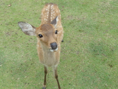 奈良公園の小鹿