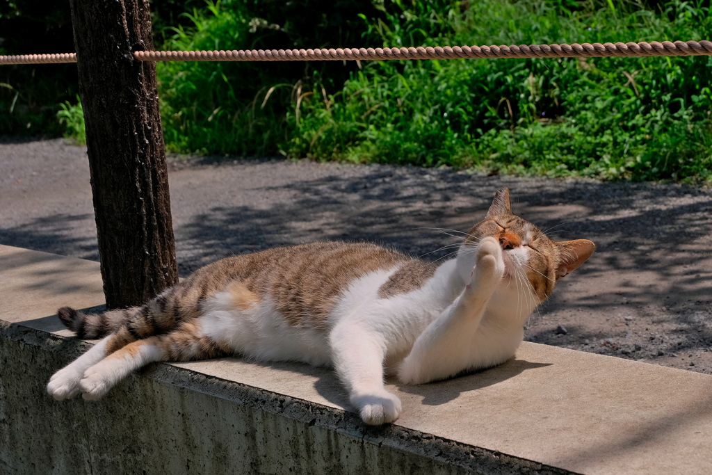 盛夏の哲猫　2019 文月 その３