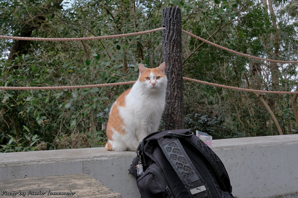 早春の哲猫 2019 その５