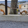 こっち向いてぇ～！　その１