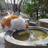 早春の哲猫　その７