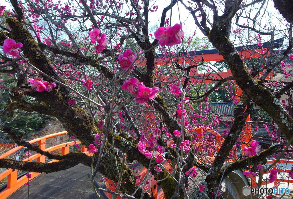 下鴨神社の梅　その２