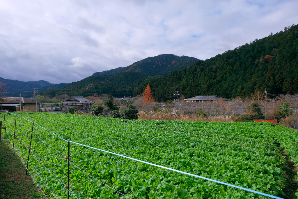 大原　２０１８初冬　その１