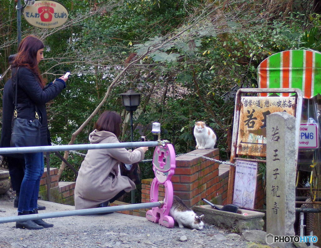 早春の哲猫　その３