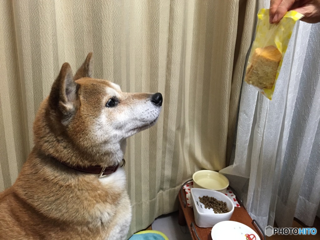 なんかちょーだい！その７