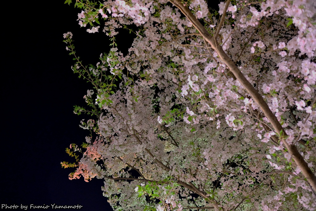 近所の桜　その１