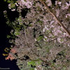 近所の桜　その１