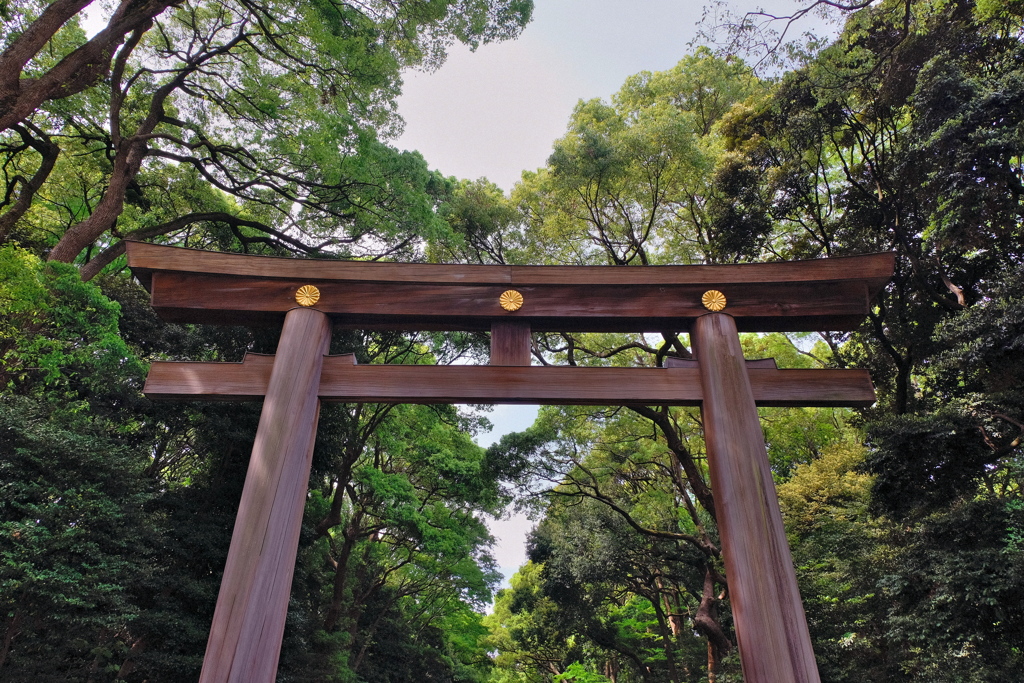 明治神宮　２０１９皐月　その１