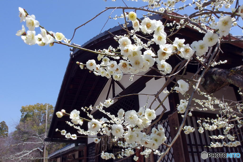 早春の北野天満宮　その３