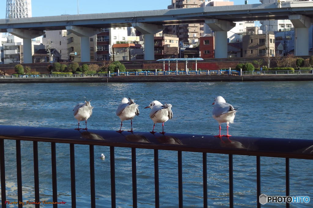 新春の浅草　その７