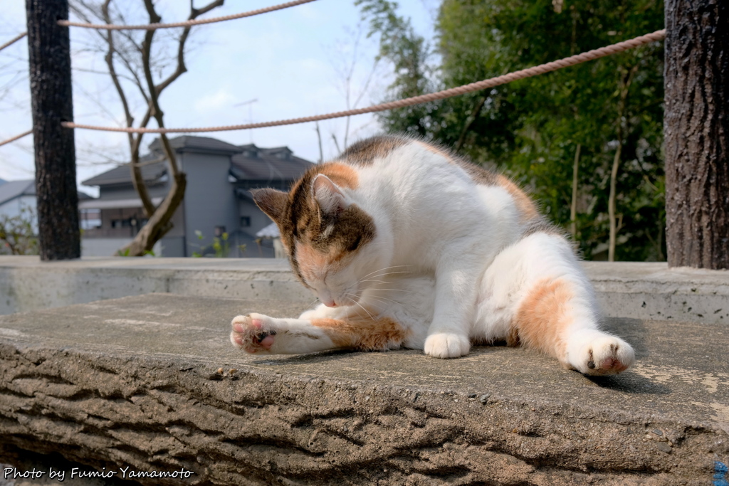 早春の哲猫 2019 その４