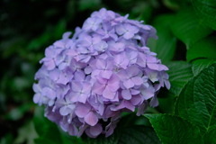 清澄庭園 ２０１９水無月 その７