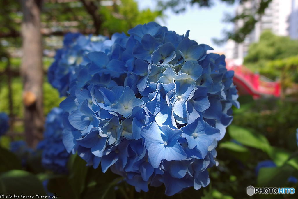 亀戸天神にて　その６