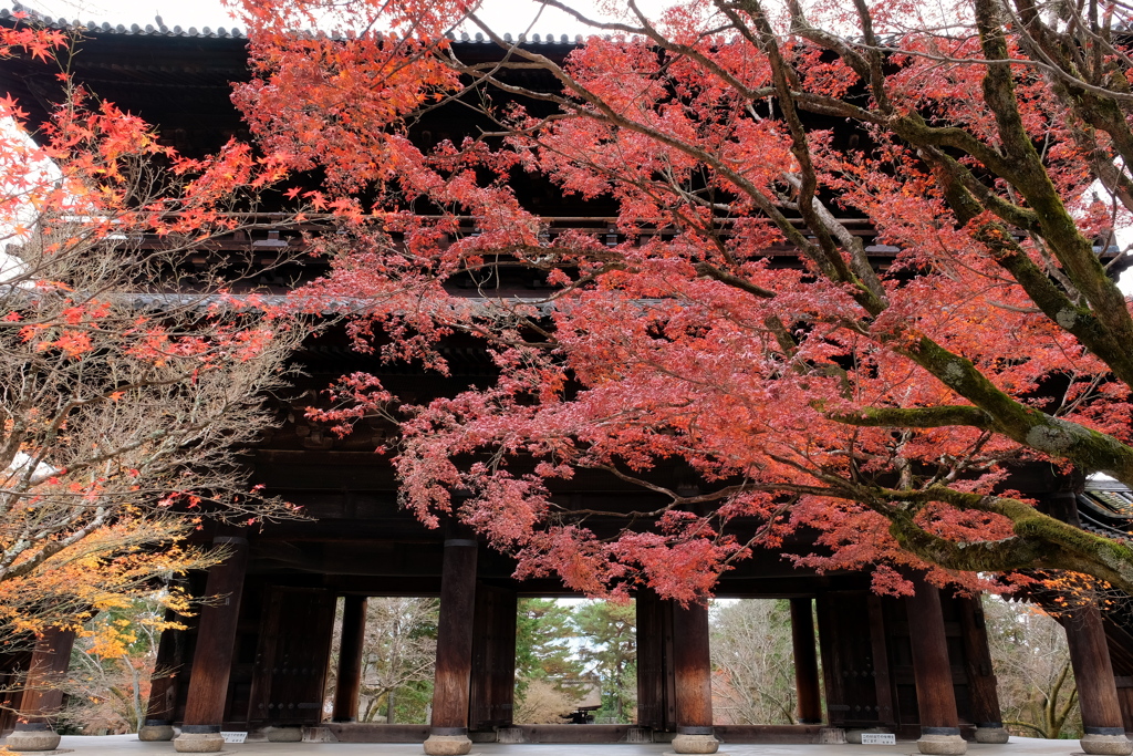 南禅寺 2020 師走 その１