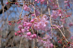 皇居の桜　その８