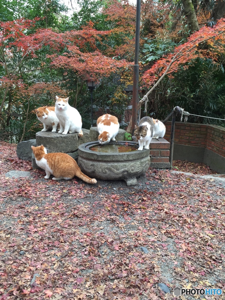 哲猫　その７