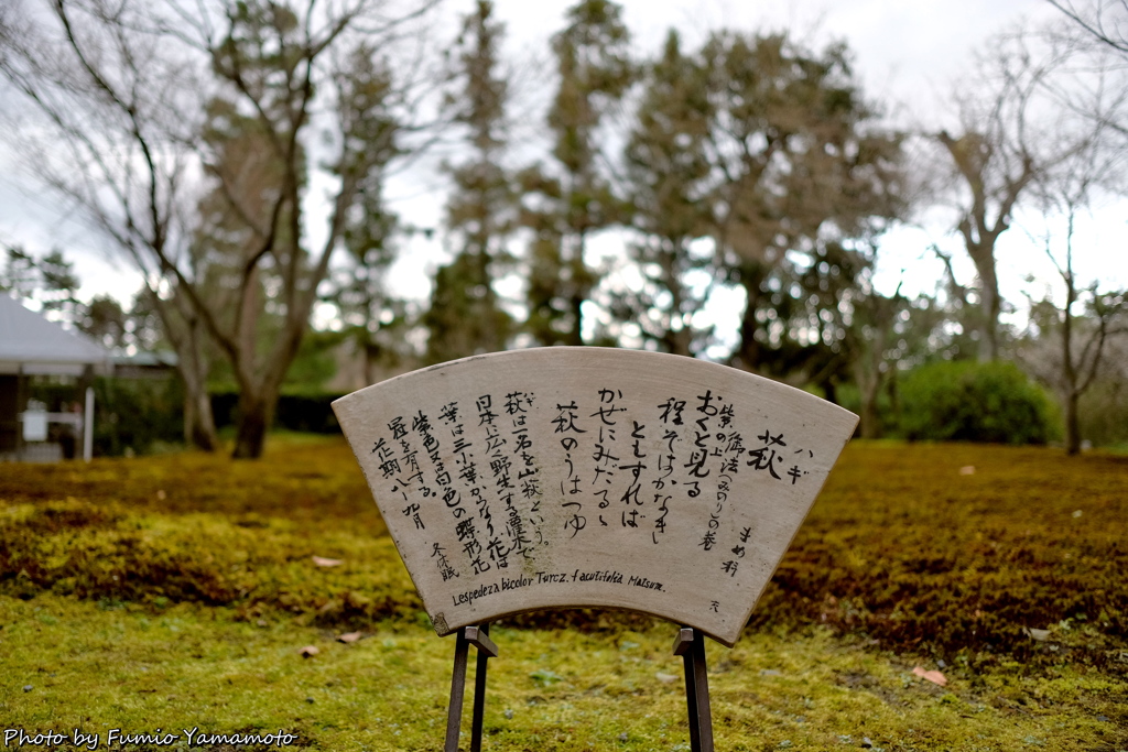 早春の城南宮 2019 その４