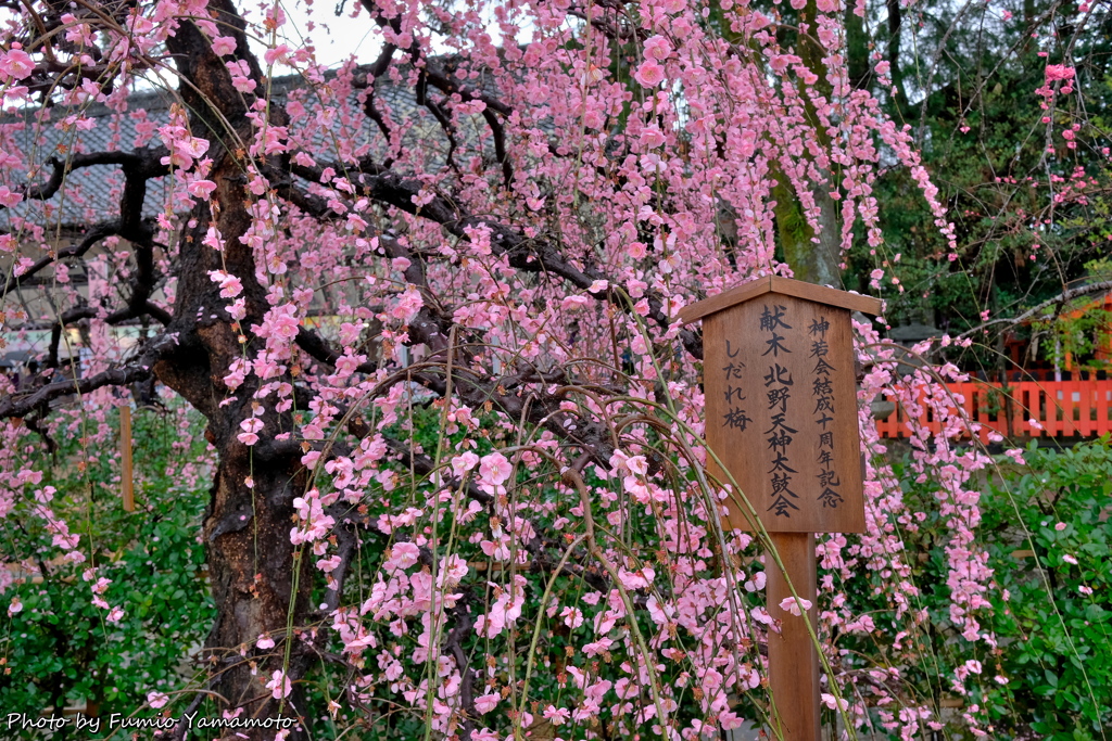 早春の上七軒 2019 その４