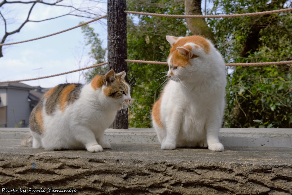 早春の哲猫 2019 その９
