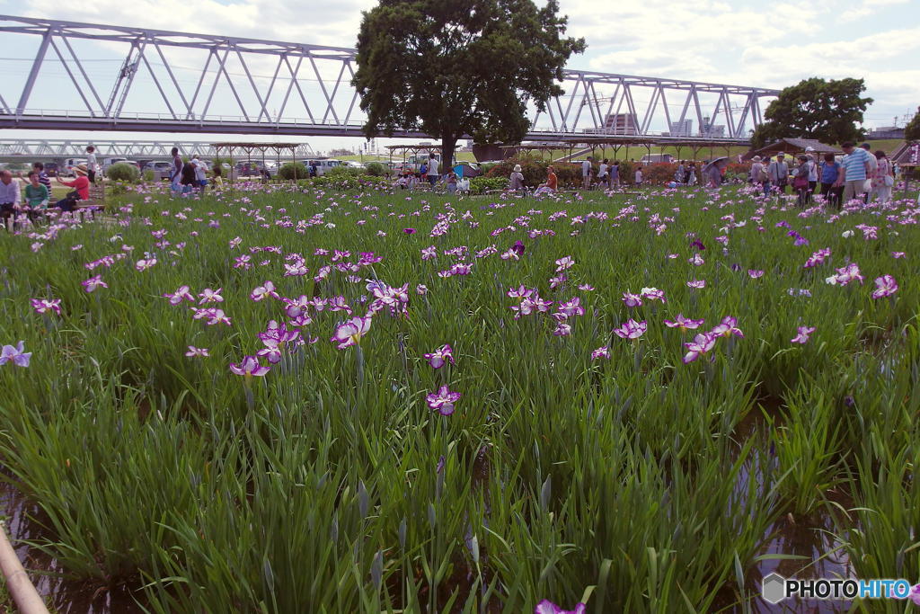 小岩菖蒲園にて　その７