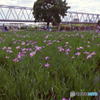 小岩菖蒲園にて　その７