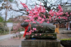 早春の北野天満宮 2019 その３